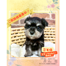 ♀︎ミニチュアシュナウザー