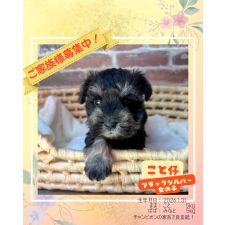 ♀︎ミニチュアシュナウザー