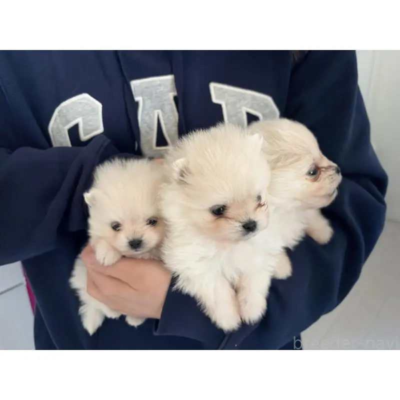 販売中の長野県のポメラニアン-452215の6枚目