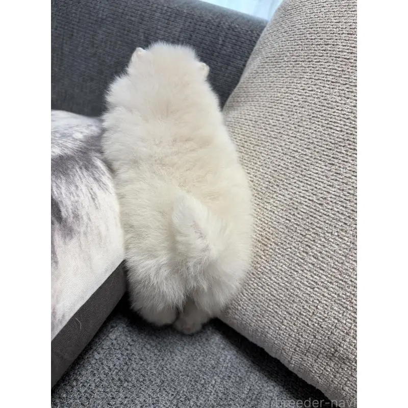 販売中の長野県のポメラニアン-452215の5枚目