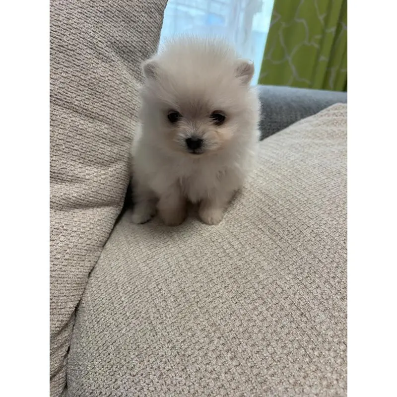 販売中の長野県のポメラニアン-452215の4枚目