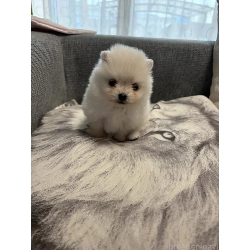 販売中の長野県のポメラニアン-452215の3枚目