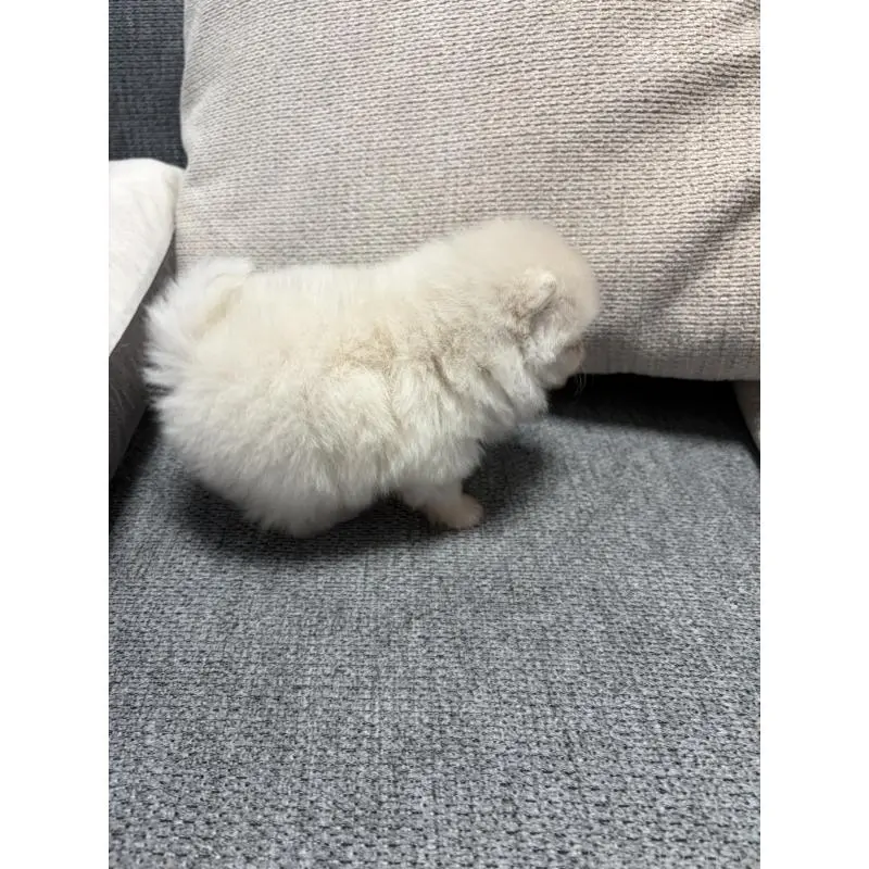 販売中の長野県のポメラニアン-452215の2枚目