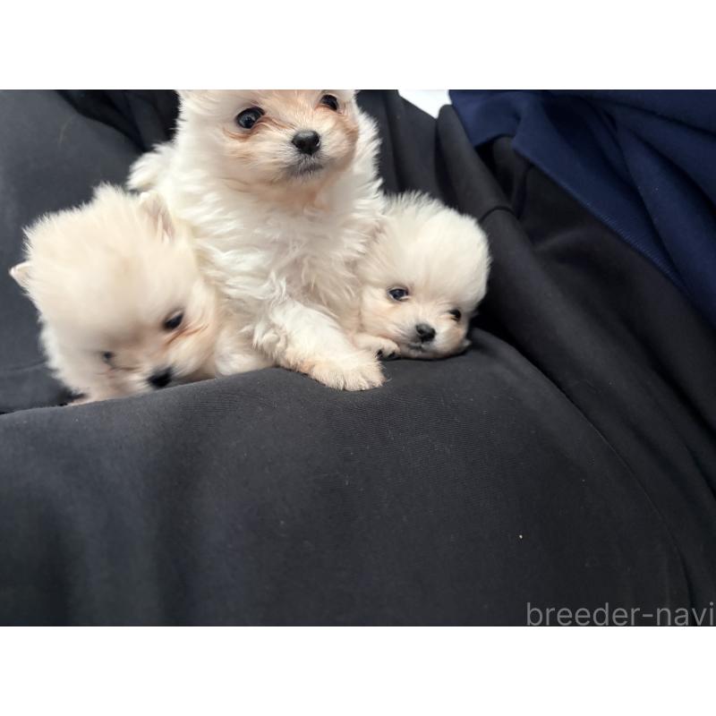 販売中の長野県のポメラニアン-452217の6枚目