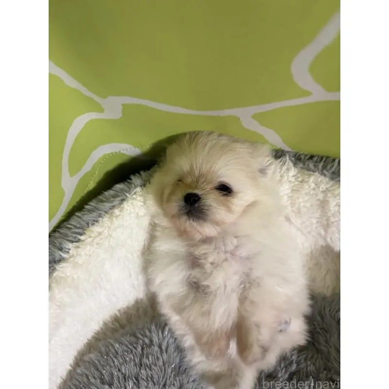 販売中の長野県のポメラニアン-452217の5枚目