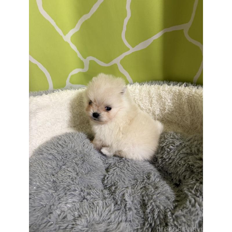 販売中の長野県のポメラニアン-452217の4枚目