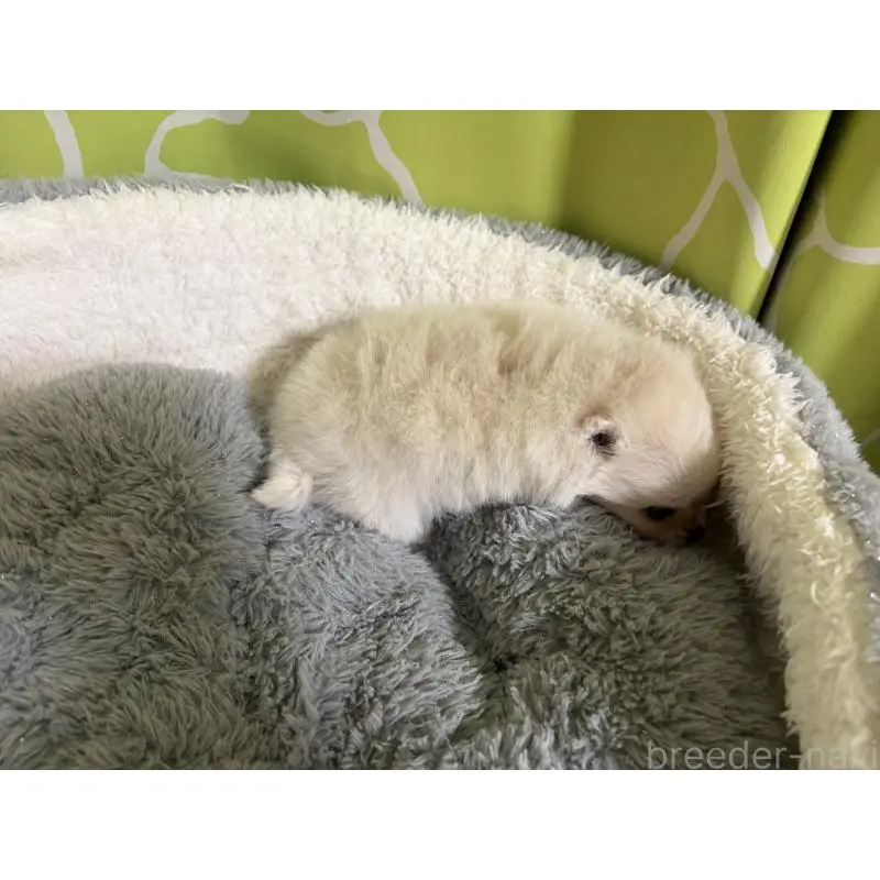 販売中の長野県のポメラニアン-452217の2枚目