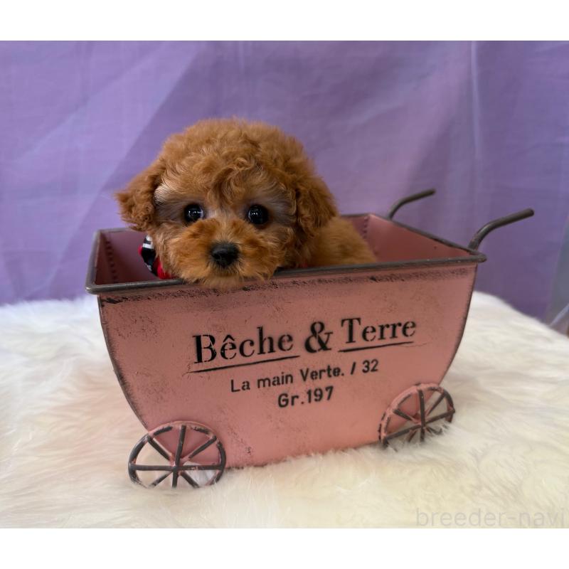 販売中の神奈川県のタイニープードル-452218の3枚目