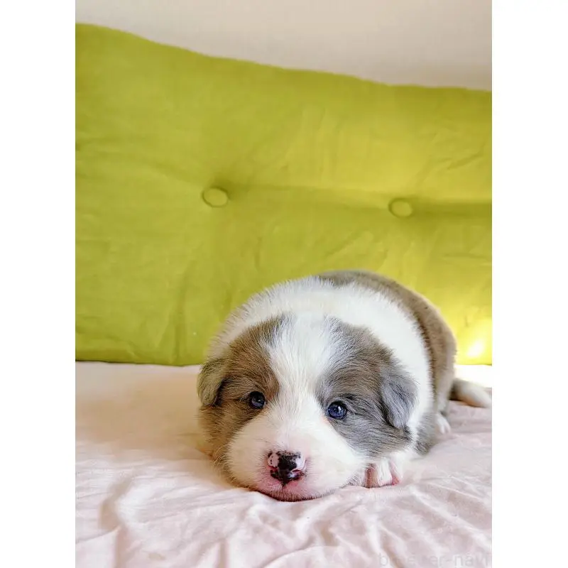 販売中の岐阜県のボーダーコリー-452219の14枚目