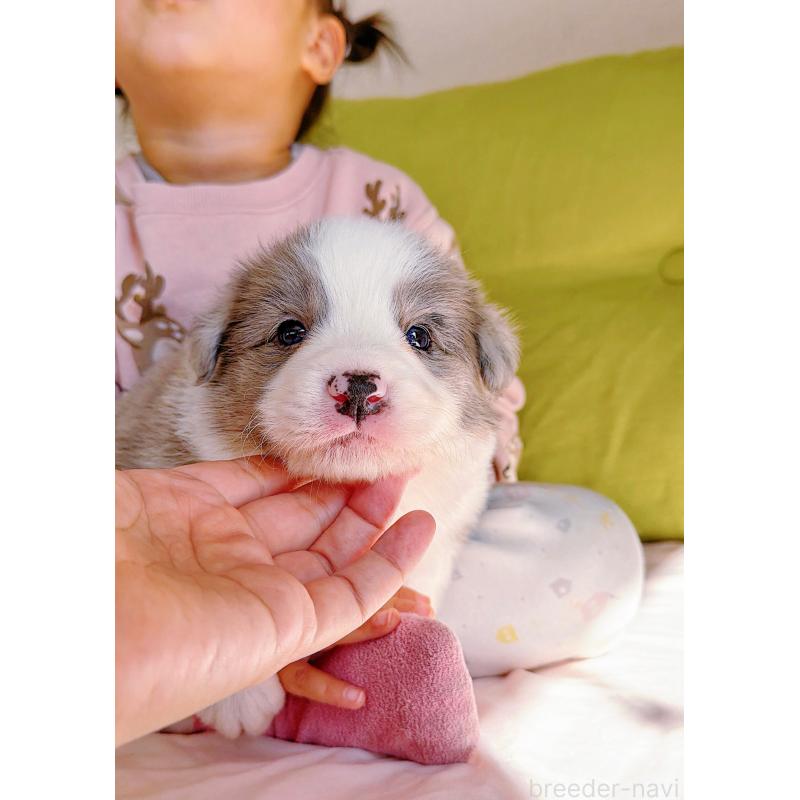 販売中の岐阜県のボーダーコリー-452219の11枚目