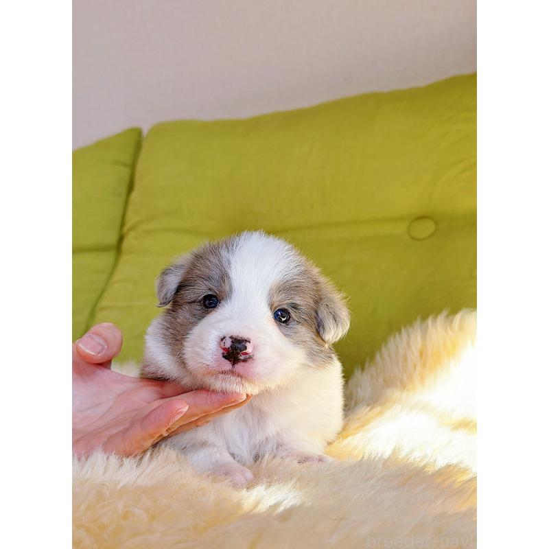 販売中の岐阜県のボーダーコリー-452219の10枚目