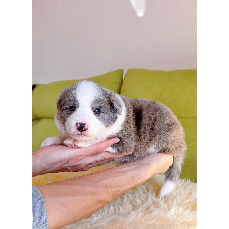 販売中の岐阜県のボーダーコリー-452219の9枚目