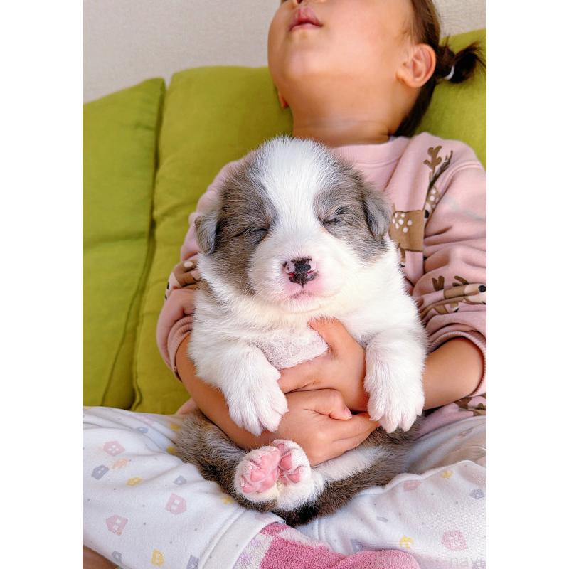 販売中の岐阜県のボーダーコリー-452219の8枚目