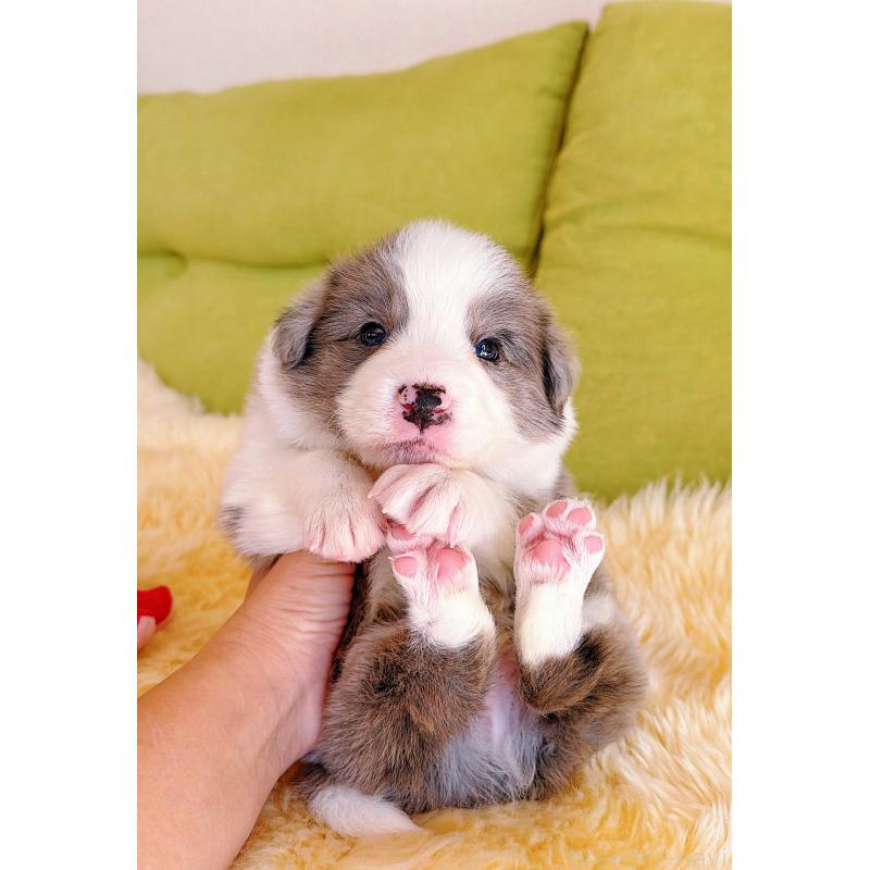 販売中の岐阜県のボーダーコリー-452219の7枚目