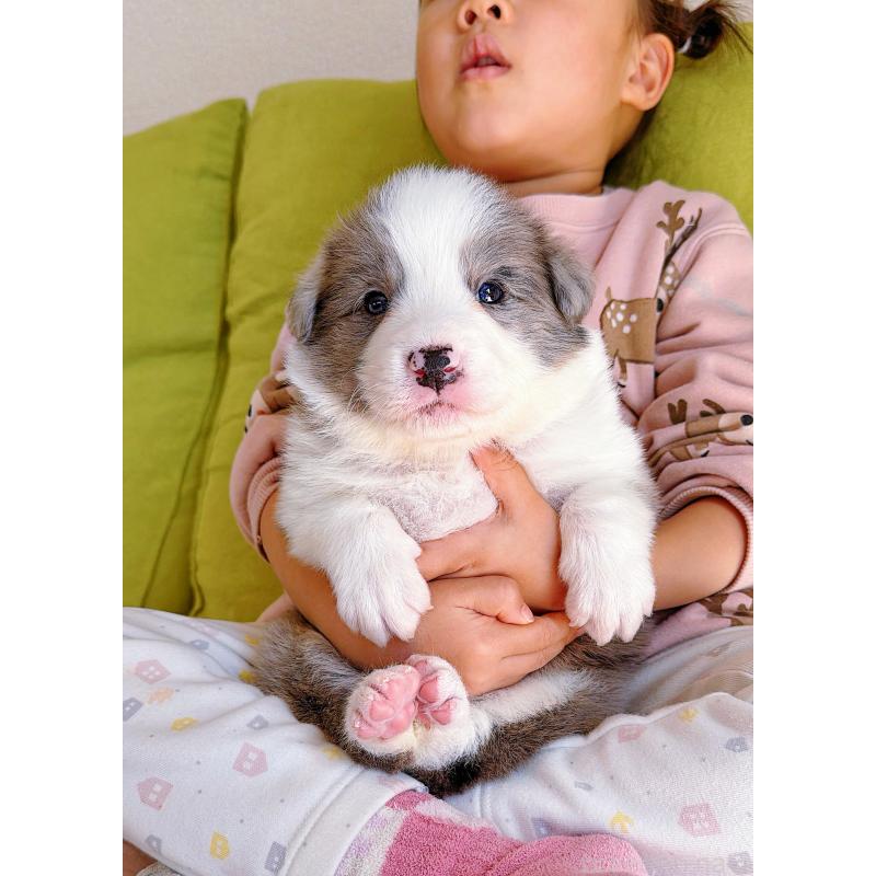 販売中の岐阜県のボーダーコリー-452219の6枚目