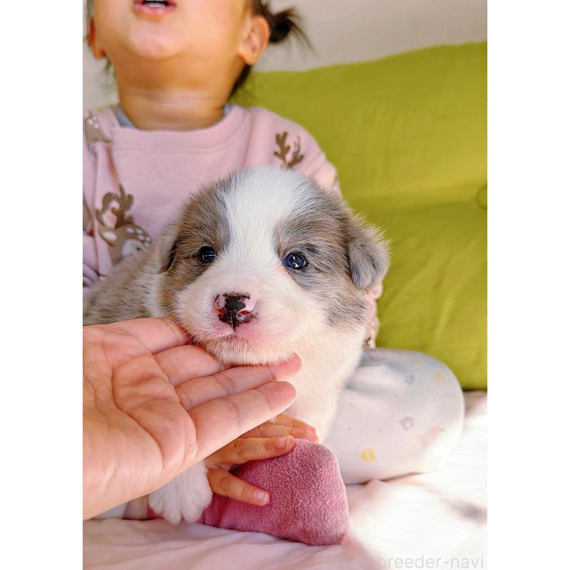 販売中の岐阜県のボーダーコリー-452219の5枚目