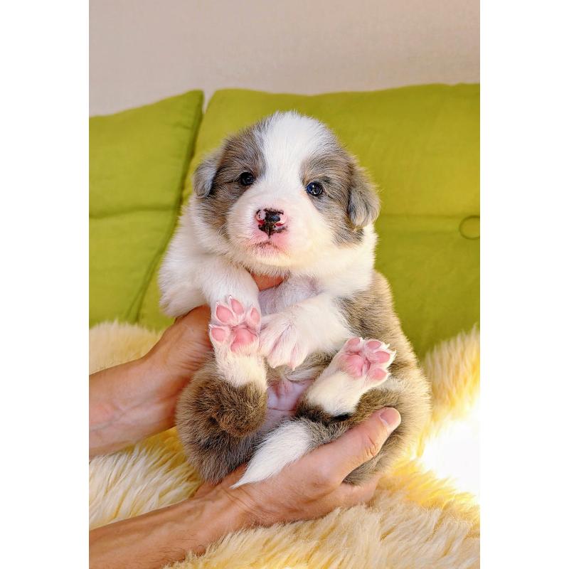 販売中の岐阜県のボーダーコリー-452219の4枚目