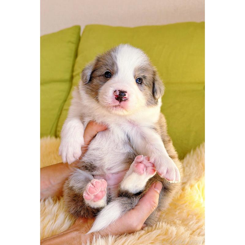 販売中の岐阜県のボーダーコリー-452219の3枚目