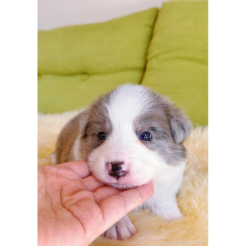 販売中の岐阜県のボーダーコリー-452219の2枚目