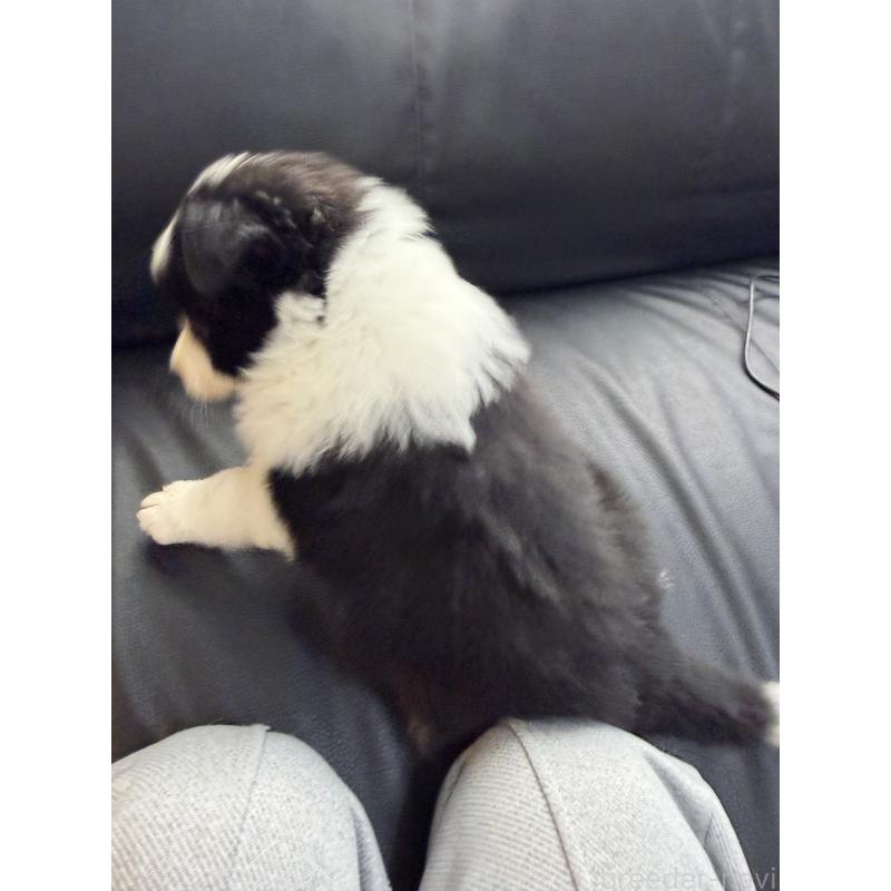 販売中の埼玉県のボーダーコリー-451316の6枚目