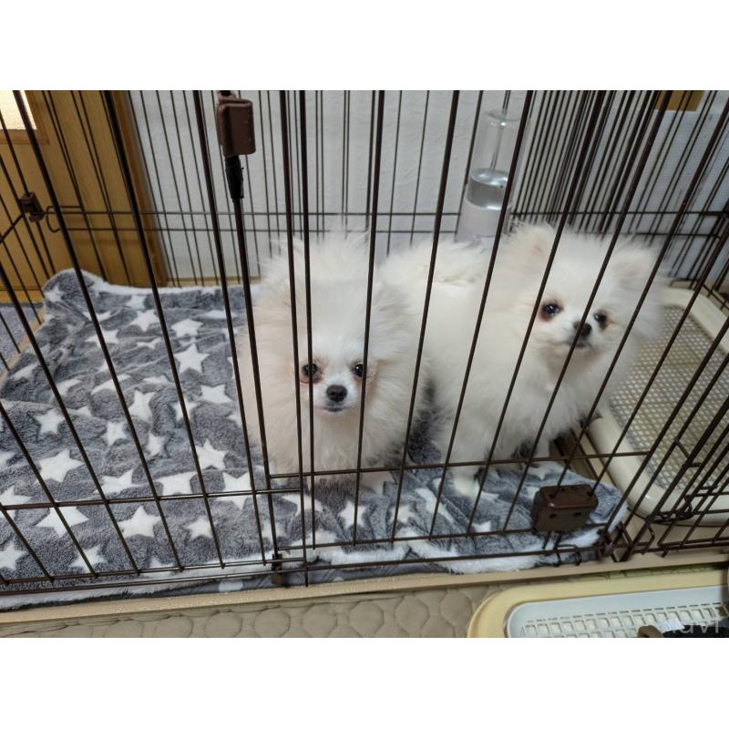 犬舎紹介の兵庫県の犬舎紹介-5453の2枚目