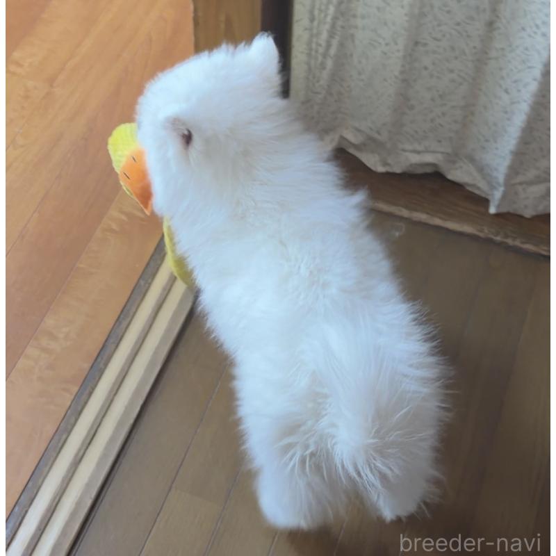 販売中の埼玉県のサモエド-452220の5枚目