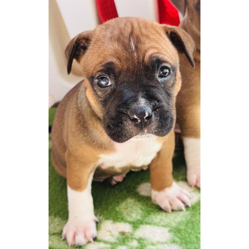 販売中の神奈川県のアメリカンピットブルテリア-445370