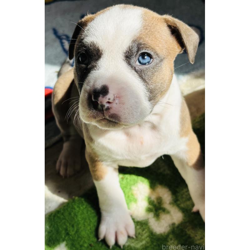 販売中の神奈川県のアメリカンピットブルテリア-445368