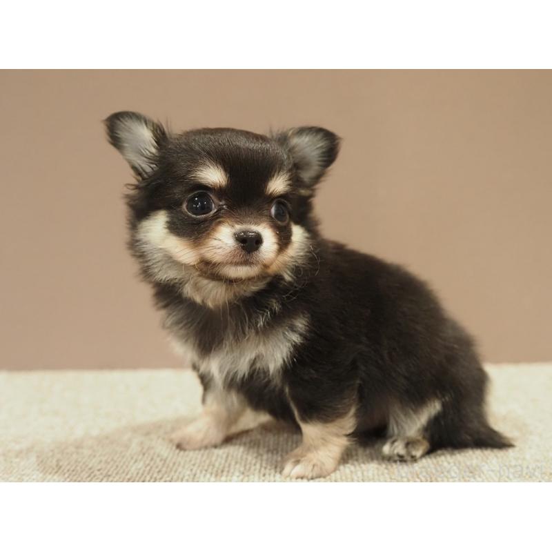 販売中の愛知県のチワワ(ロングコート)-450568の4枚目