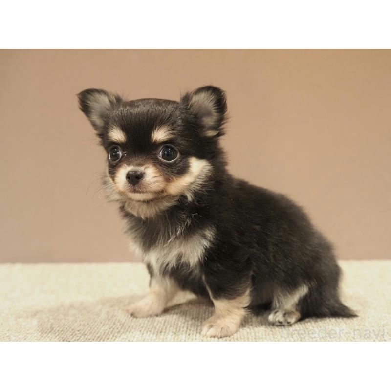 販売中の愛知県のチワワ(ロングコート)-450568の3枚目