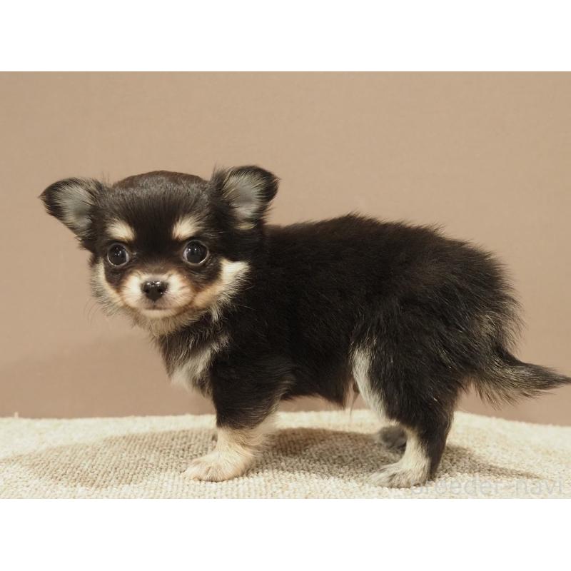 販売中の愛知県のチワワ(ロングコート)-450568の2枚目