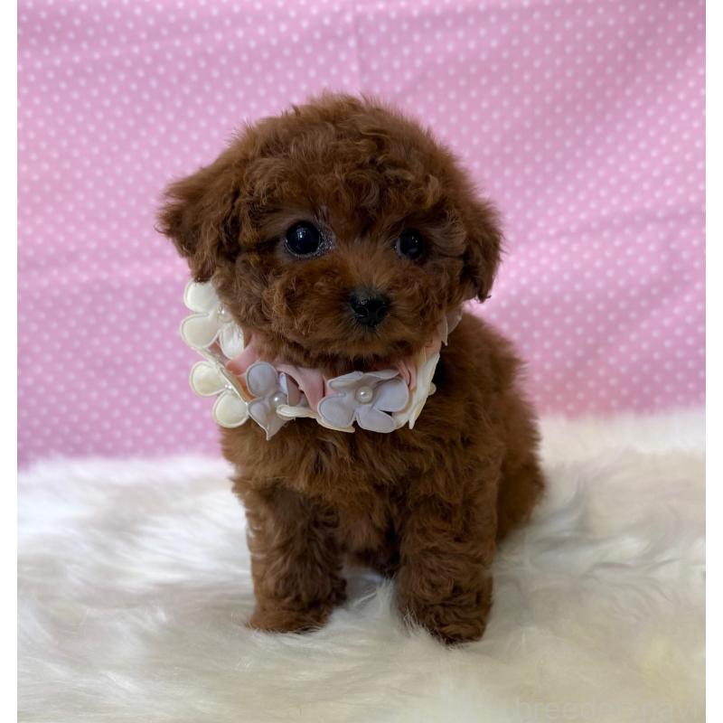 販売中の神奈川県のティーカッププードル-452224の3枚目