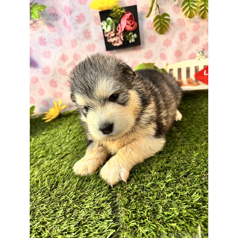 販売中の静岡県のアラスカンマラミュート-452223の8枚目