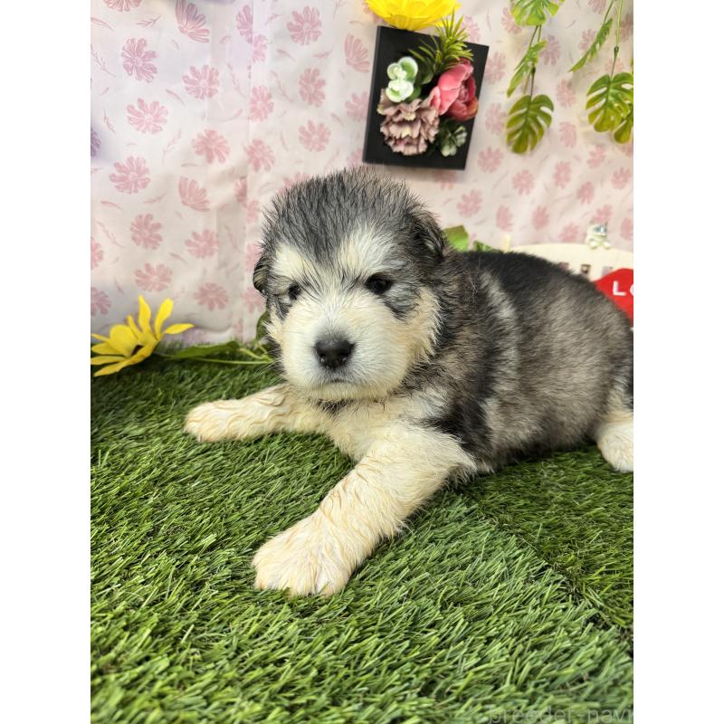 販売中の静岡県のアラスカンマラミュート-452223の7枚目