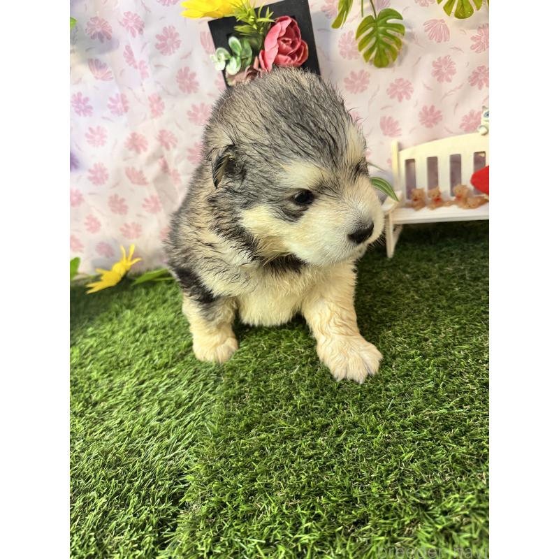 販売中の静岡県のアラスカンマラミュート-452223の6枚目