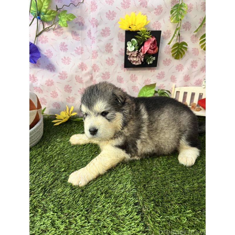 販売中の静岡県のアラスカンマラミュート-452223の4枚目