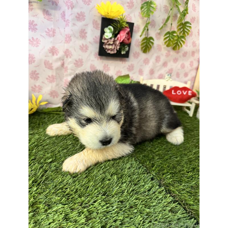 販売中の静岡県のアラスカンマラミュート-452223の3枚目