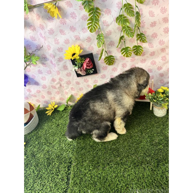 販売中の静岡県のアラスカンマラミュート-452223の2枚目