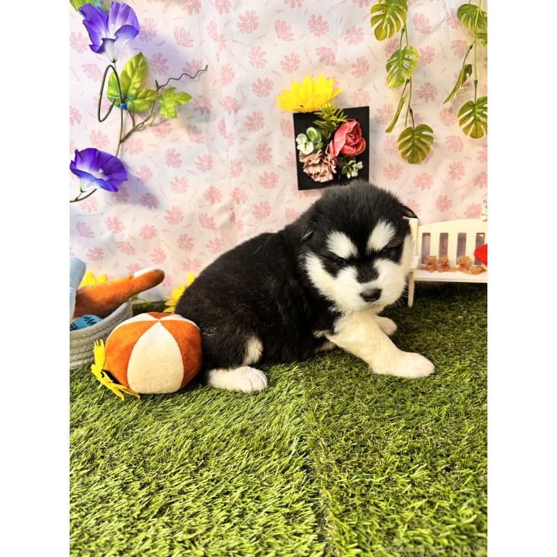 販売中の静岡県のアラスカンマラミュート-452227の7枚目