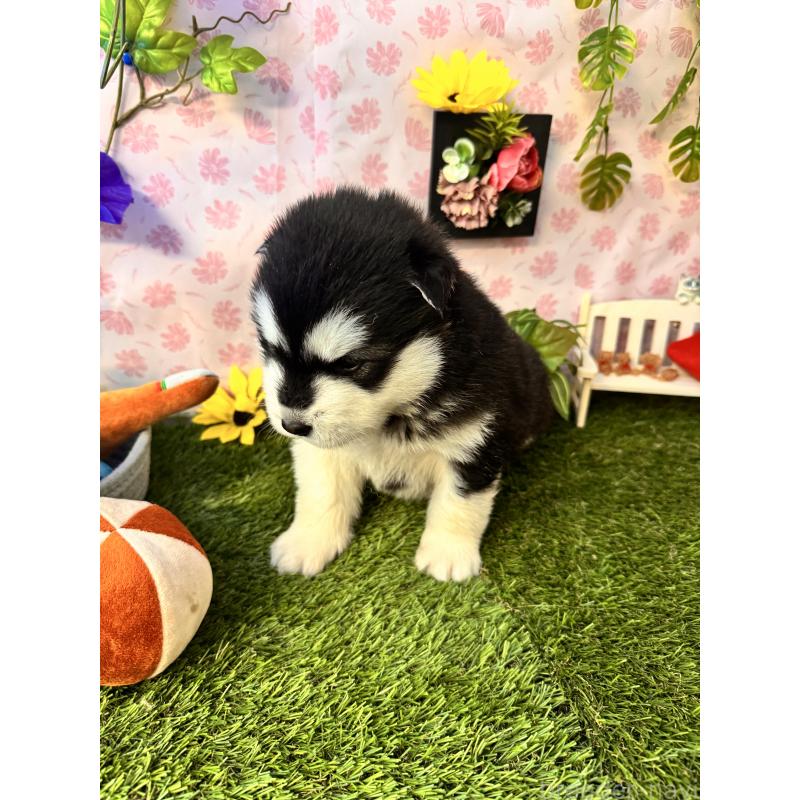 販売中の静岡県のアラスカンマラミュート-452227の6枚目