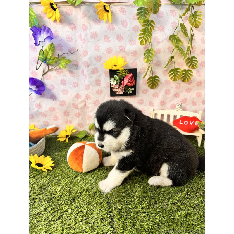 販売中の静岡県のアラスカンマラミュート-452227の5枚目