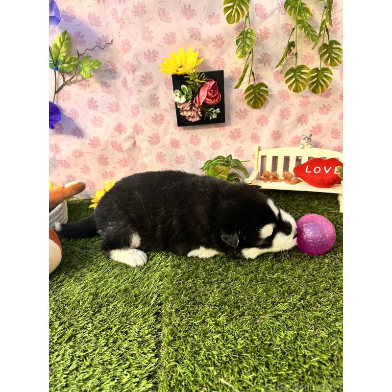 販売中の静岡県のアラスカンマラミュート-452227の4枚目