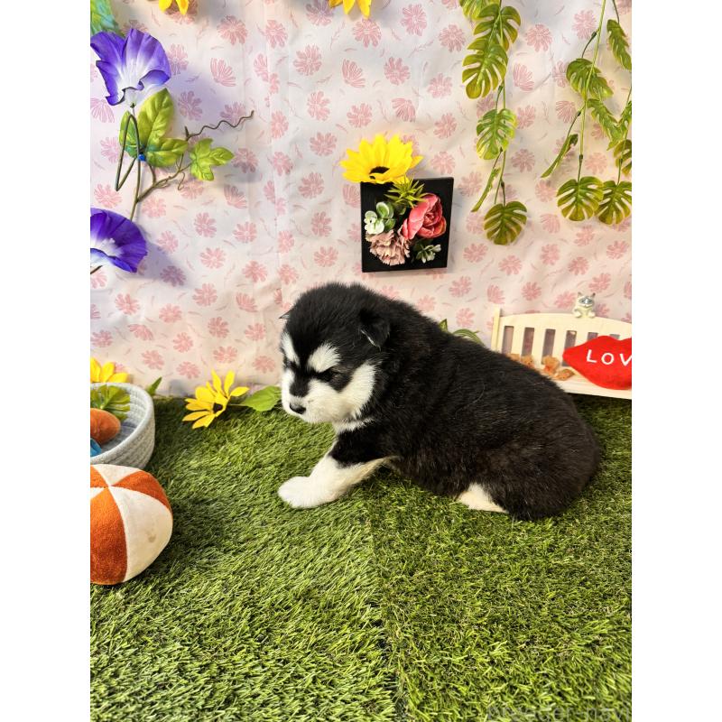 販売中の静岡県のアラスカンマラミュート-452227の3枚目