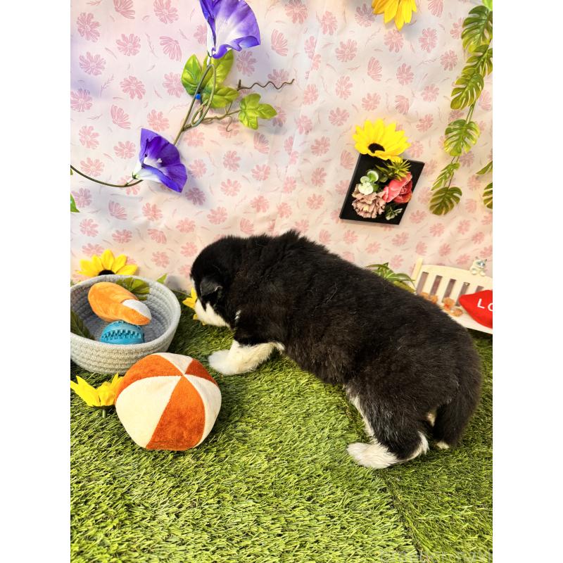 販売中の静岡県のアラスカンマラミュート-452227の2枚目