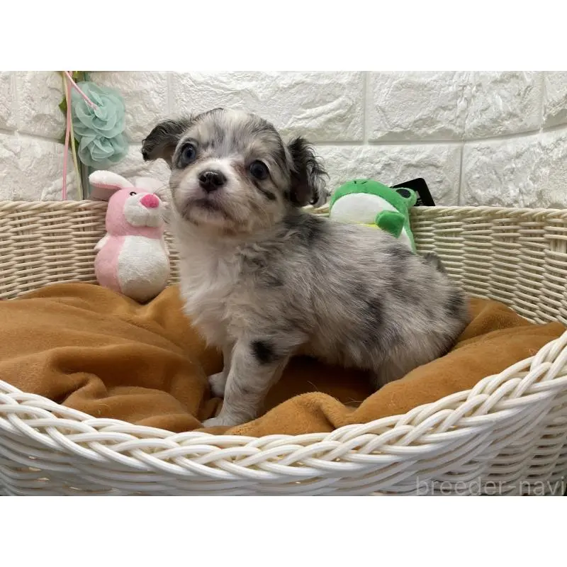 販売中の北海道のチワワ(ロングコート)-452238の3枚目