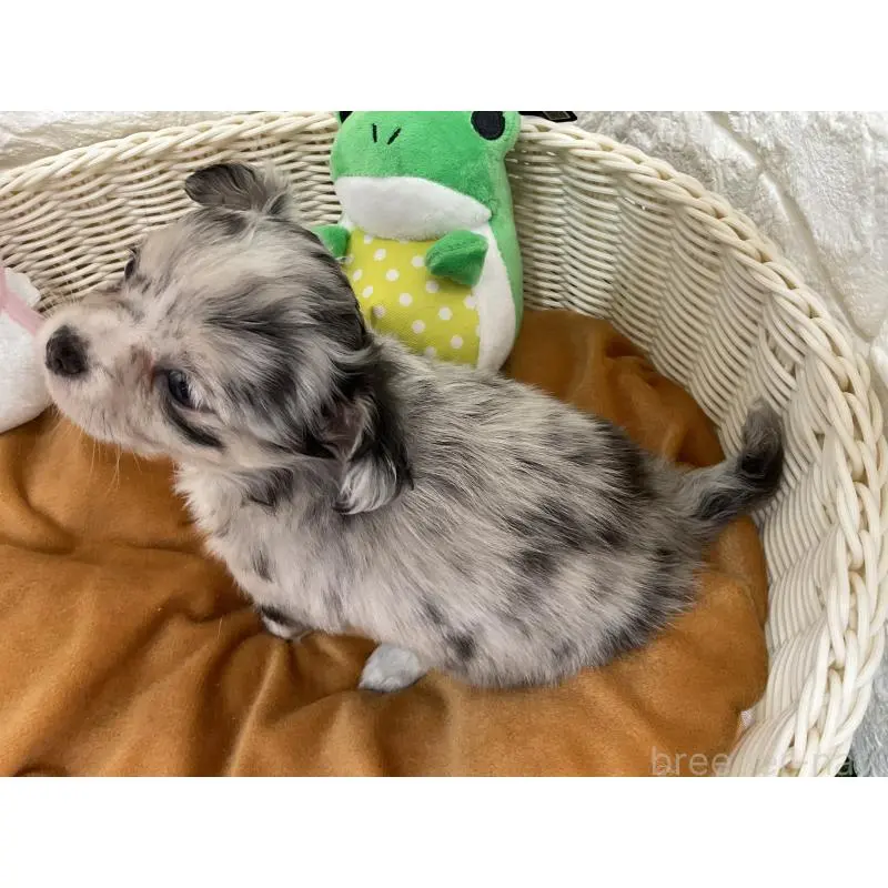 販売中の北海道のチワワ(ロングコート)-452238の2枚目