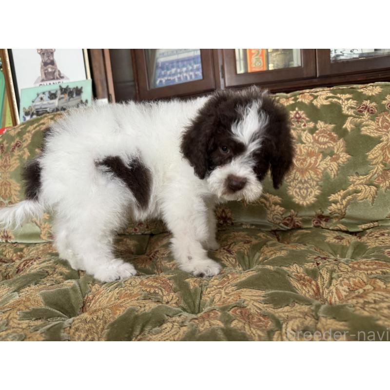 販売中の三重県のロマーニャウォータードッグ(ラゴット)-446391の2枚目