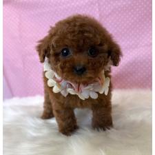 ♀︎ティーカッププードル