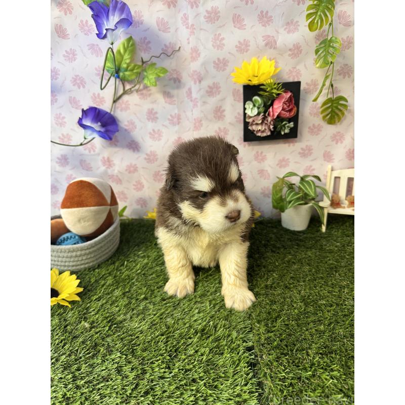 販売中の静岡県のアラスカンマラミュート-452244の7枚目