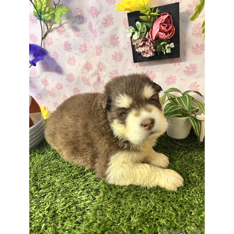 販売中の静岡県のアラスカンマラミュート-452244の6枚目